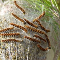 Chenille Processionnaires Capbreton