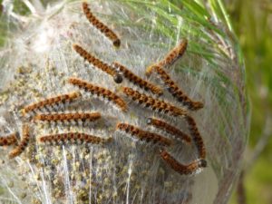 Chenille Processionnaires