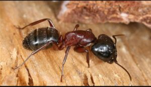 Traitement Fourmis Charpentières