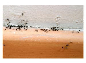 Traitement Fourmis Biarritz -Capbreton