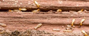 Termites Bayonne